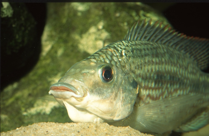Oreochromis tanganicae